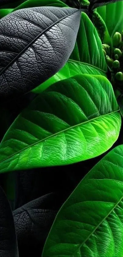 Vibrant green leaves with rich textures.