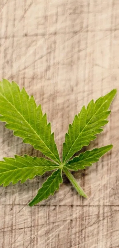 Green leaf on textured wooden surface.