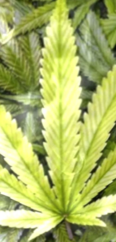 Close-up of a vibrant green leaf pattern.