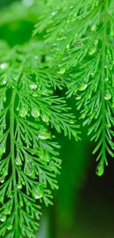 Close-up of a vibrant green leaf with water droplets.