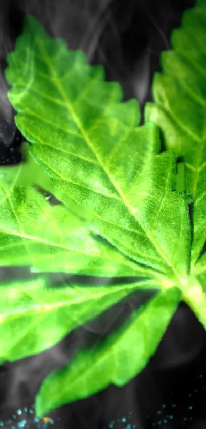 Close-up of a green leaf with intricate details and a vibrant color.