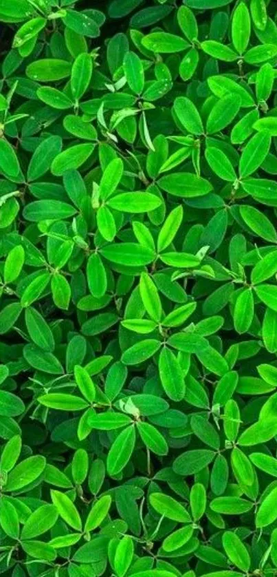 Lush green leaves creating a vibrant phone wallpaper background.