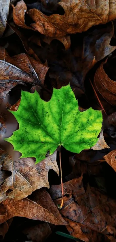 Vibrant green leaf on a bed of autumn leaves, contrasting starkly.