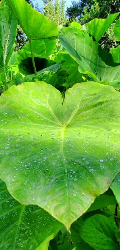 Heart-shaped green leaf with droplets.