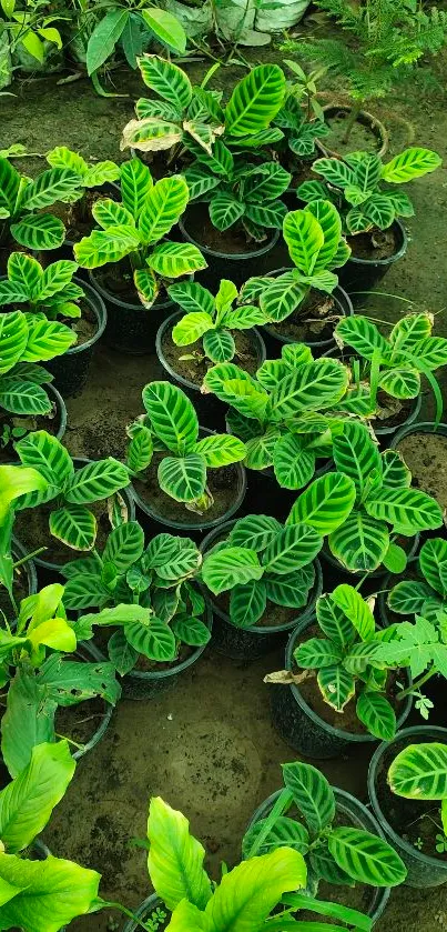 Vibrant green leaves with lush foliage in a garden setting.