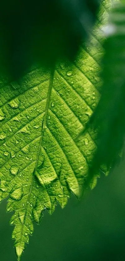 Close-up of a vibrant green leaf with dewdrops.