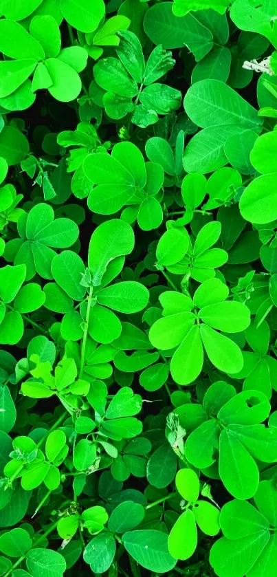 Bright green leaves wallpaper with lush vegetation.