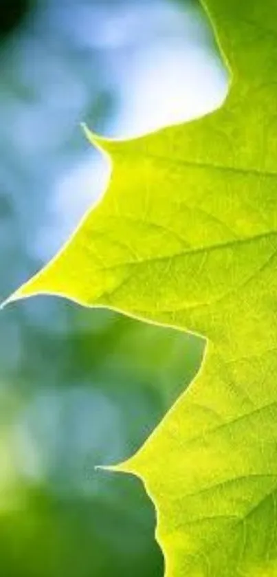 Close-up of a vibrant green leaf with a blurred background.