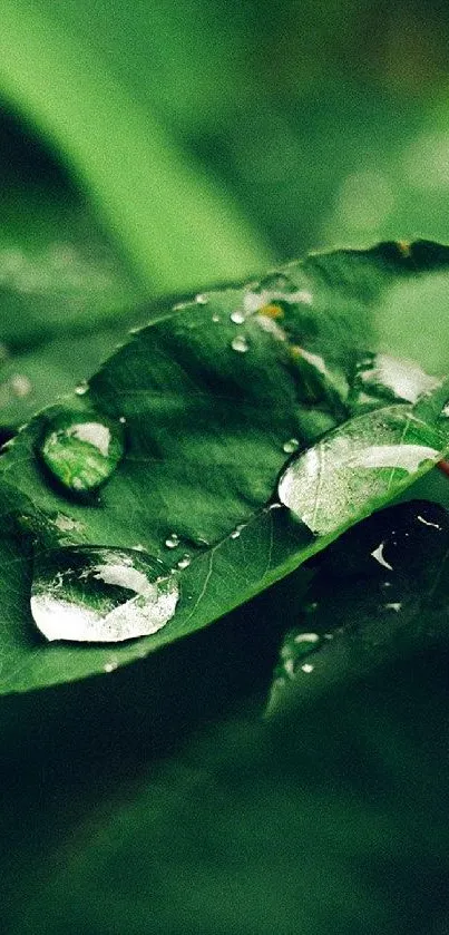 Green leaf with dew drops mobile wallpaper.