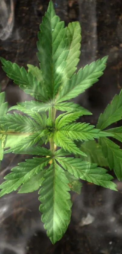 Green cannabis leaf with smoke and earthy background.