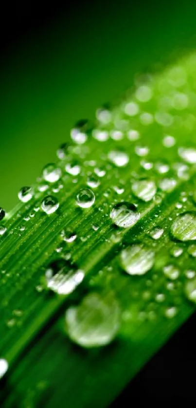 Close-up of a green leaf with dew drops.