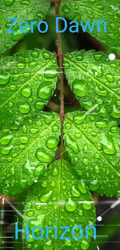 Green leaf with water droplets wallpaper.