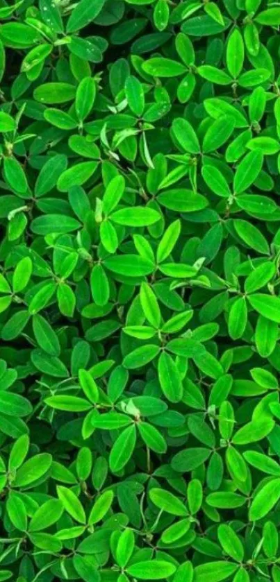 Vibrant green leaves forming a lush wallpaper.