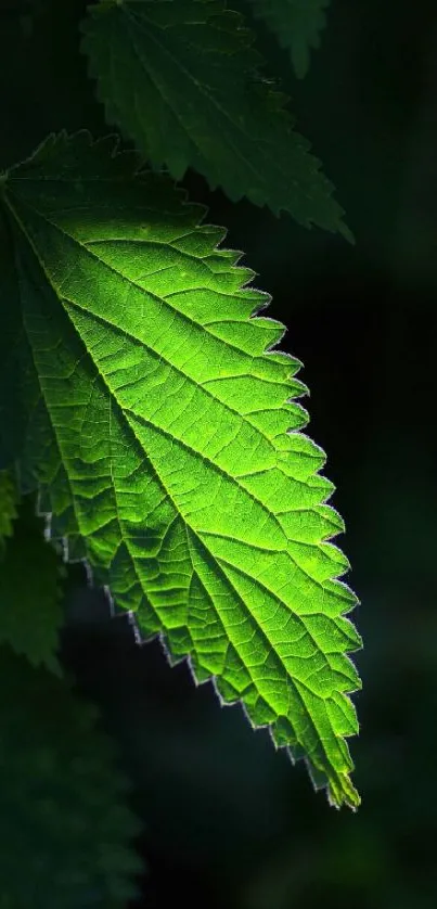 Vibrant green leaf standing out against a dark background in a striking wallpaper.