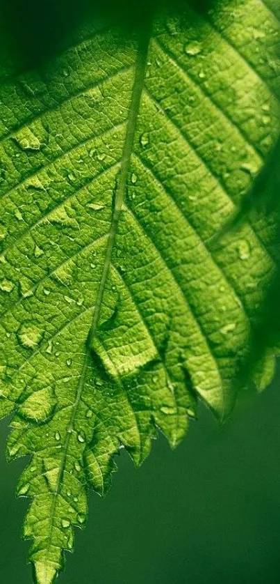 Close-up of a vibrant green leaf with dew droplets.