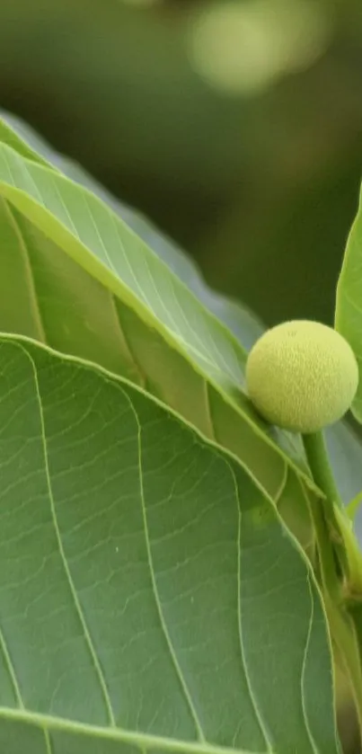 Vibrant green leaf with natural details.