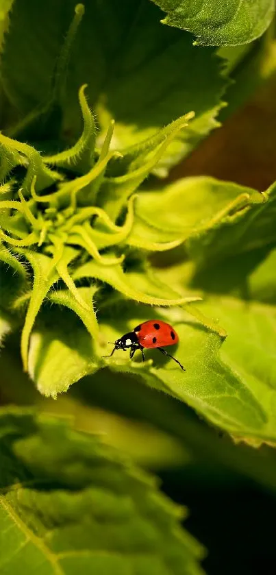 Ladybug on a bright green leaf in vibrant nature scene.