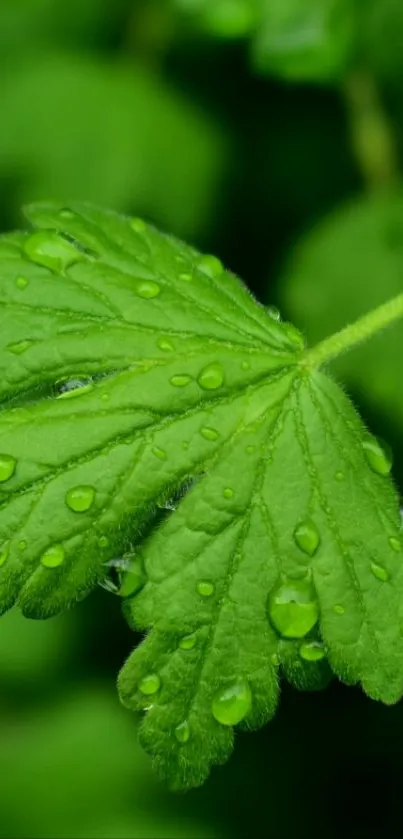 Close-up of a green leaf with water droplets