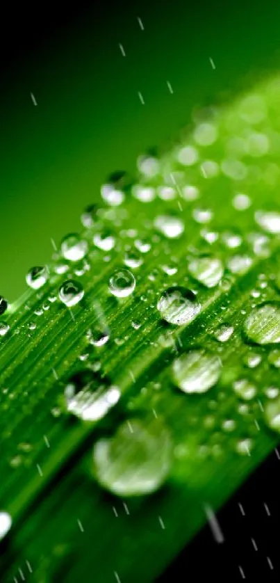 Closeup of a green leaf with glistening raindrops as wallpaper.