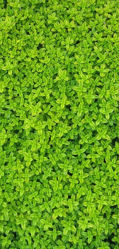 Close-up of vibrant green leaves creating a fresh and natural texture.