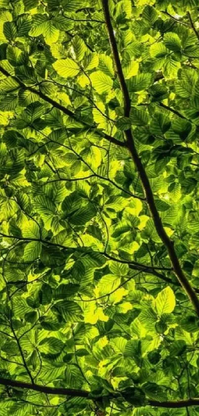 A vibrant green leafy canopy showcasing lush natural leaves.