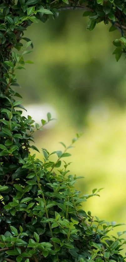 Green leafy frame with blurred background.