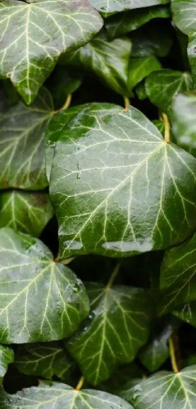 Close-up of vibrant green ivy leaves forming a natural pattern.