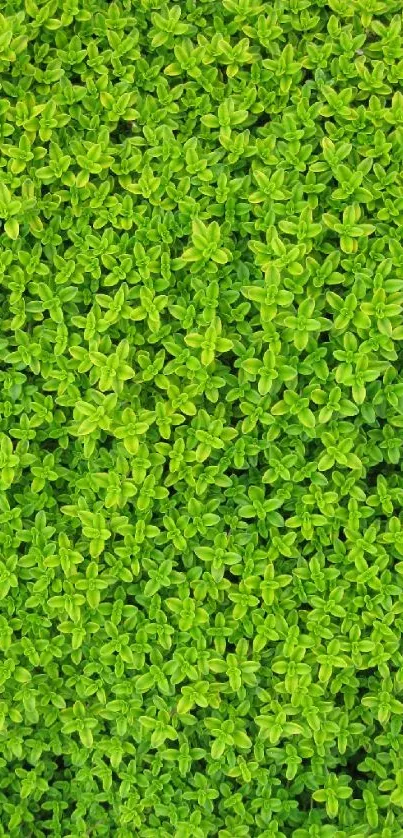 Vibrant green leafy texture wallpaper showcasing lush growth.