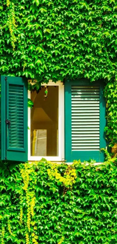 Open window on green leafy wall wallpaper.