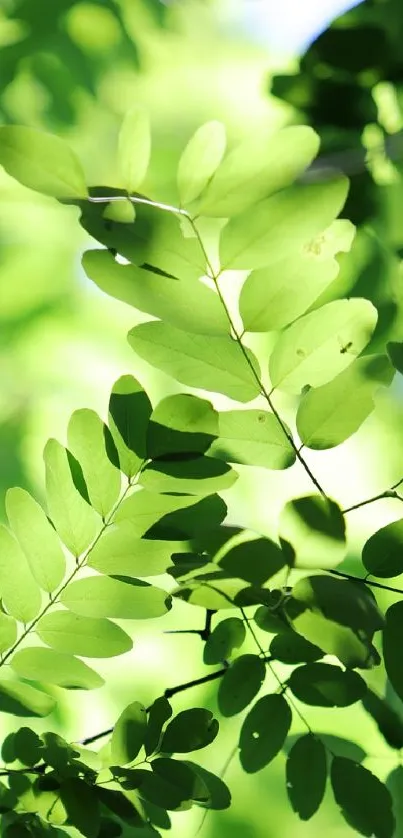 Mobile wallpaper featuring vibrant green leaves with sunlight filtering through.