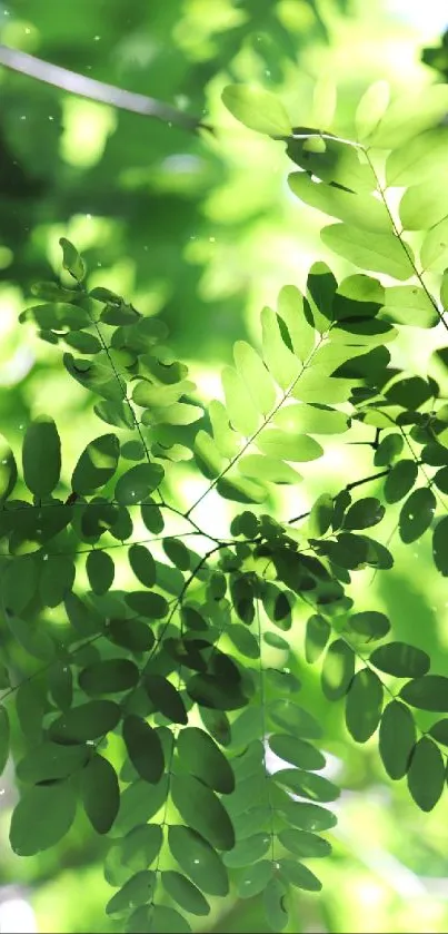 Green leaves under sunlight mobile wallpaper