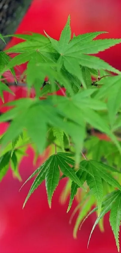 Bright green leaves on red background wallpaper.