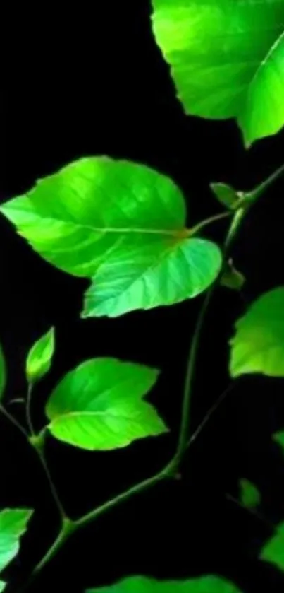 Vibrant green leaves on a black background mobile wallpaper.