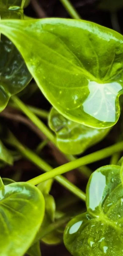 Vibrant green leaves with glossy texture.