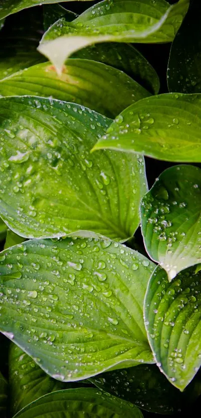 Lush green leaves with water droplets, vibrant nature wallpaper.