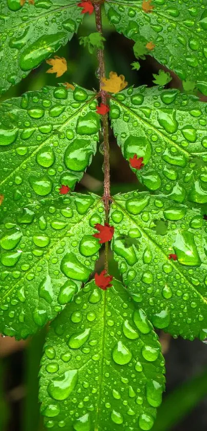 Vibrant green leaves with dewdrops close-up.