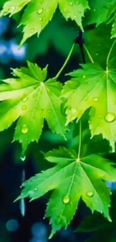 Vibrant green leaves with morning dew drops.