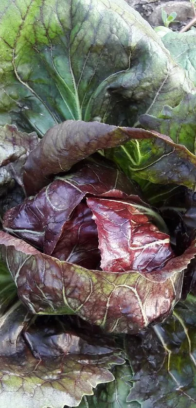 Close-up of vibrant green lettuce leaves, perfect for nature-themed wallpaper.