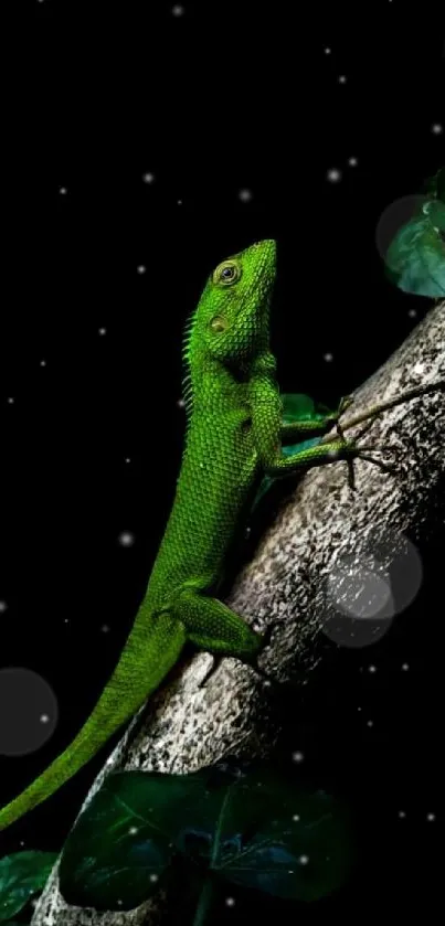 Green lizard on a branch with a dark background.