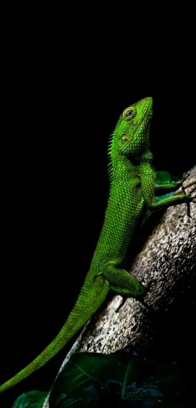 Vibrant green lizard perched on a branch against a dark background.