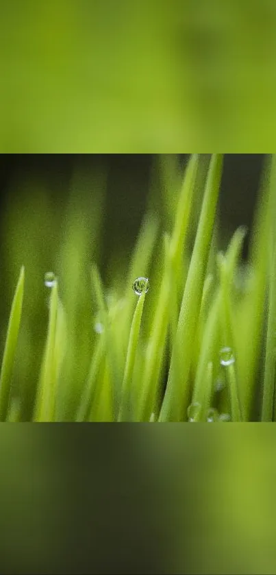 Close-up of green grass with dew drops.