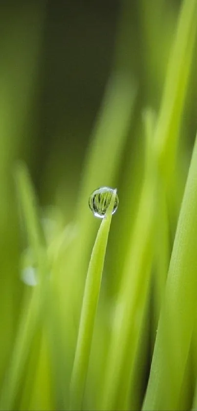 Closeup of dew on vibrant green grass blades.