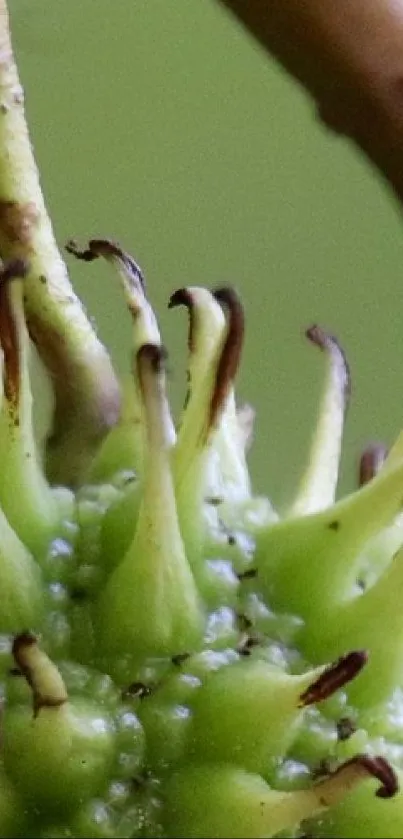 Close-up of vibrant green botanical elements with textured details.