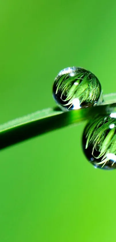 Close-up of green leaf with water droplets.