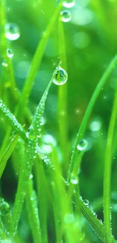 Green grass with dew drops mobile wallpaper.