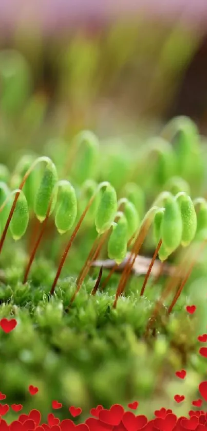 Vibrant green nature wallpaper with lush moss and delicate plant details.