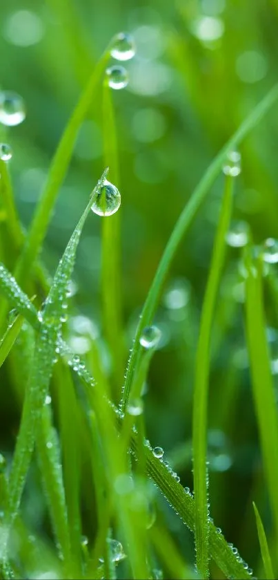 Close-up of vibrant green grass with dew drops in natural sunlight.