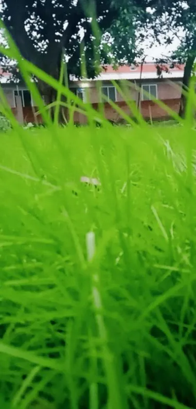 Closeup shot of vibrant green grass with trees in the background.