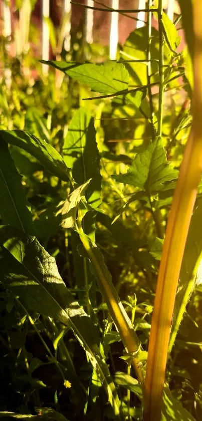 Close-up of vibrant green leaves with sunlight on a mobile wallpaper.