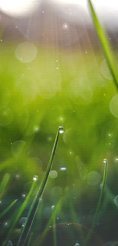 Close-up view of dewy green grass with a bokeh effect background.